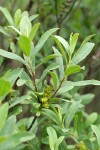 Sweet Gale foliage & immature fruit