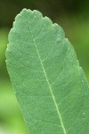 Sweet Gale leaf detail showing yellow glands