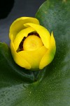 Yellow Pond Lily blossom
