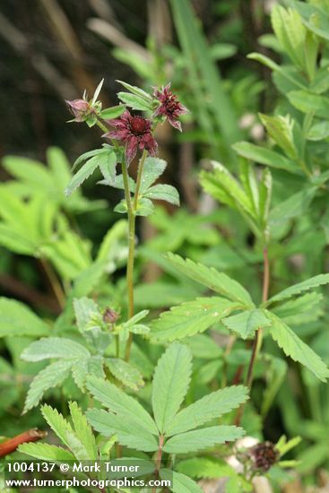 Comarum palustre