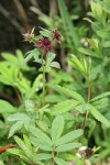 Marsh Cinquefoil