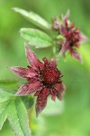 Marsh Cinquefoil blossom detail