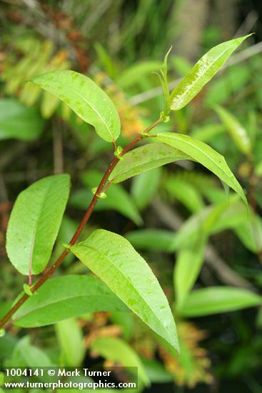 Salix lasiandra var. lasiandra