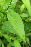 Pacific Willow foliage