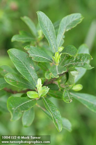 Salix hookeriana