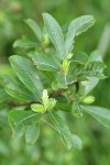 Hooker's Willow foliage