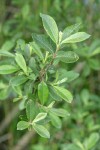 Hooker's Willow foliage