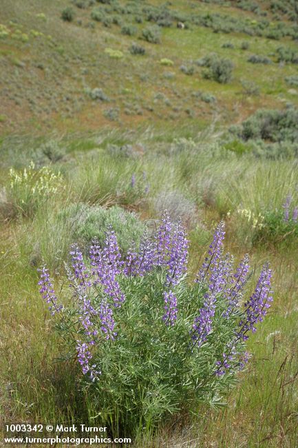 Lupinus caudatus