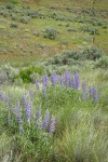 Tailcup Lupines among grasses