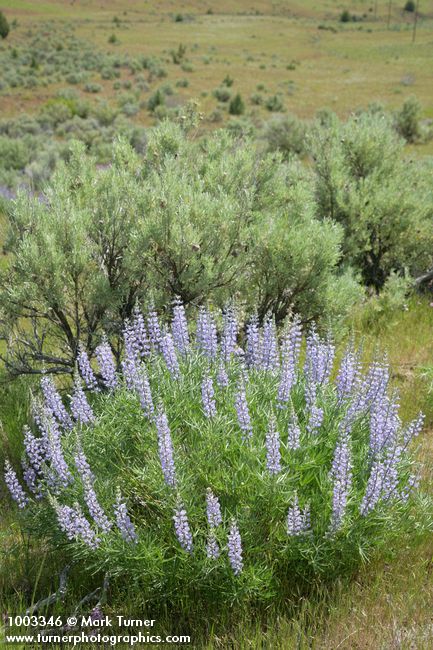 Lupinus caudatus; Artemisia tridentata