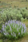 Tailcup Lupines w/ Sagebrush