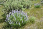 Tailcup Lupines w/ Sagebrush