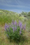 Tailcup Lupines among grasses