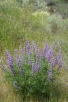 Tailcup Lupines among grasses