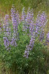 Tailcup Lupine