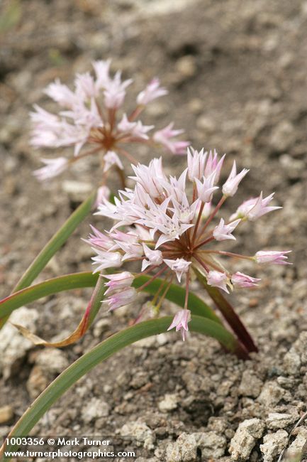 Allium tolmiei