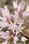 Tolmie's Onion blossoms detail