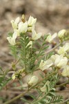 Pauper Milkvetch blossoms & foliage