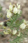 Pauper Milkvetch blossoms & foliage