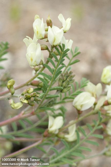 Astragalus misellus
