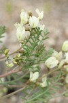 Pauper Milkvetch blossoms & foliage