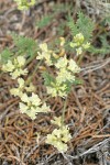 Pauper Milkvetch