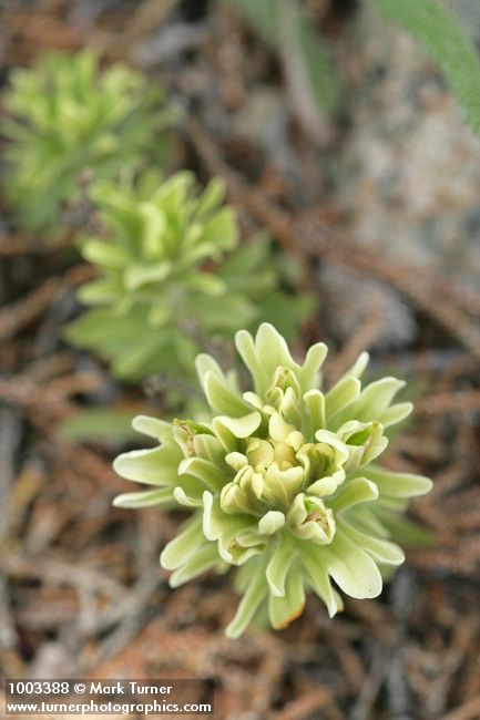 Castilleja xanthotricha