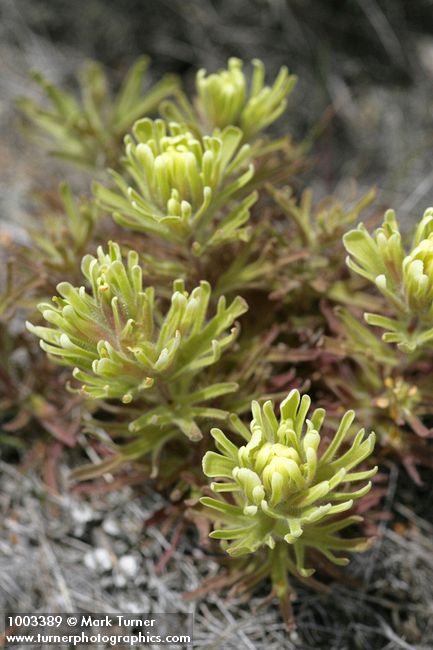 Castilleja xanthotricha