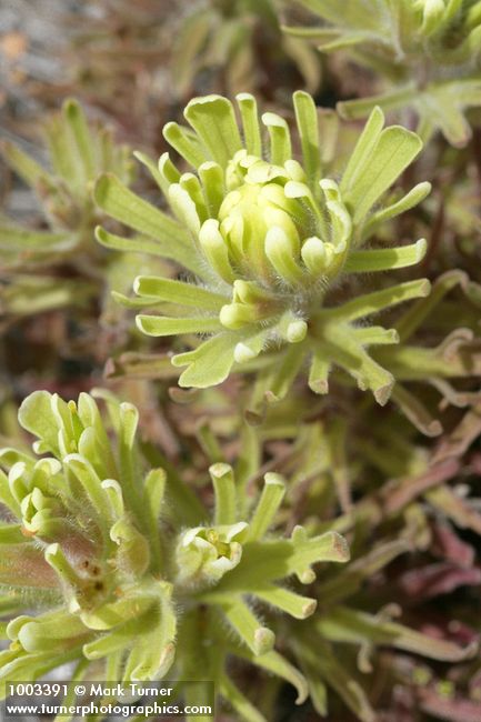 Castilleja xanthotricha