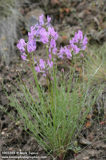 Astragalus reventus