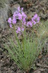 Blue Mountain Milkvetch