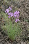 Blue Mountain Milkvetch