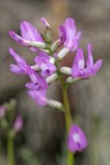 Blue Mountain Milkvetch blossoms