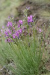 Blue Mountain Milkvetch