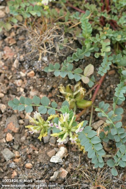 Astragalus sp.