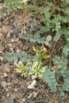 Milkvetch blossoms & foliage