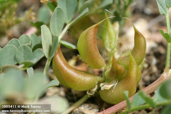 Astragalus sp.