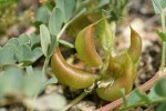 Milkvetch pods