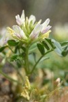 Milkvetch blossoms & foliage ground-level view