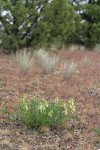 Milkvetch habitat view