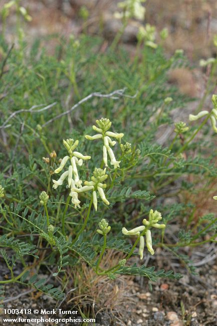 Astragalus sp.