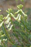 Milkvetch blossoms & foliage