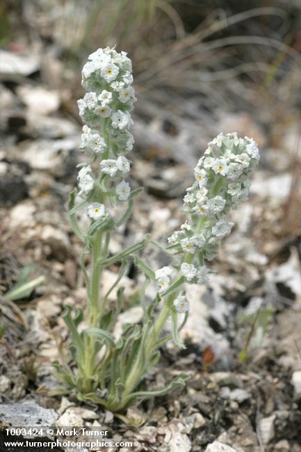 Cryptantha celosioides