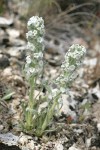 Cockscomb Cryptantha