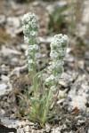 Cockscomb Cryptantha