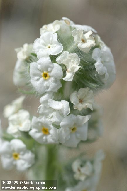 Cryptantha celosioides