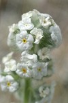 Cockscomb Cryptantha blossoms detail