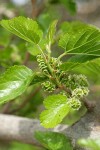 Netleaf Hackberry female blossoms & foliage detail