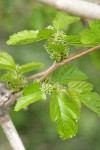 Netleaf Hackberry female blossoms & foliage detail