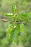 Netleaf Hackberry female blossoms & foliage